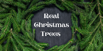 Real Christmas Trees from 26th November